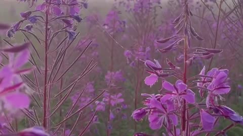 A foggy morning in the field of Ivan tea