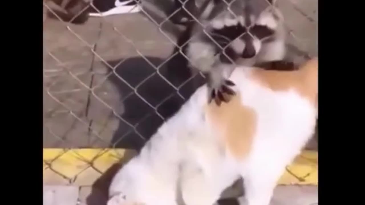 Funny animals video