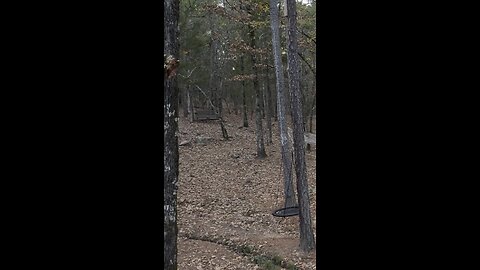 Clearing the Backyard