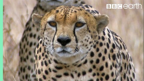 Three Cheetahs Vs Ostrich | Life | BBC Earth