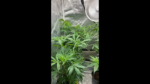 Defoliating Plants