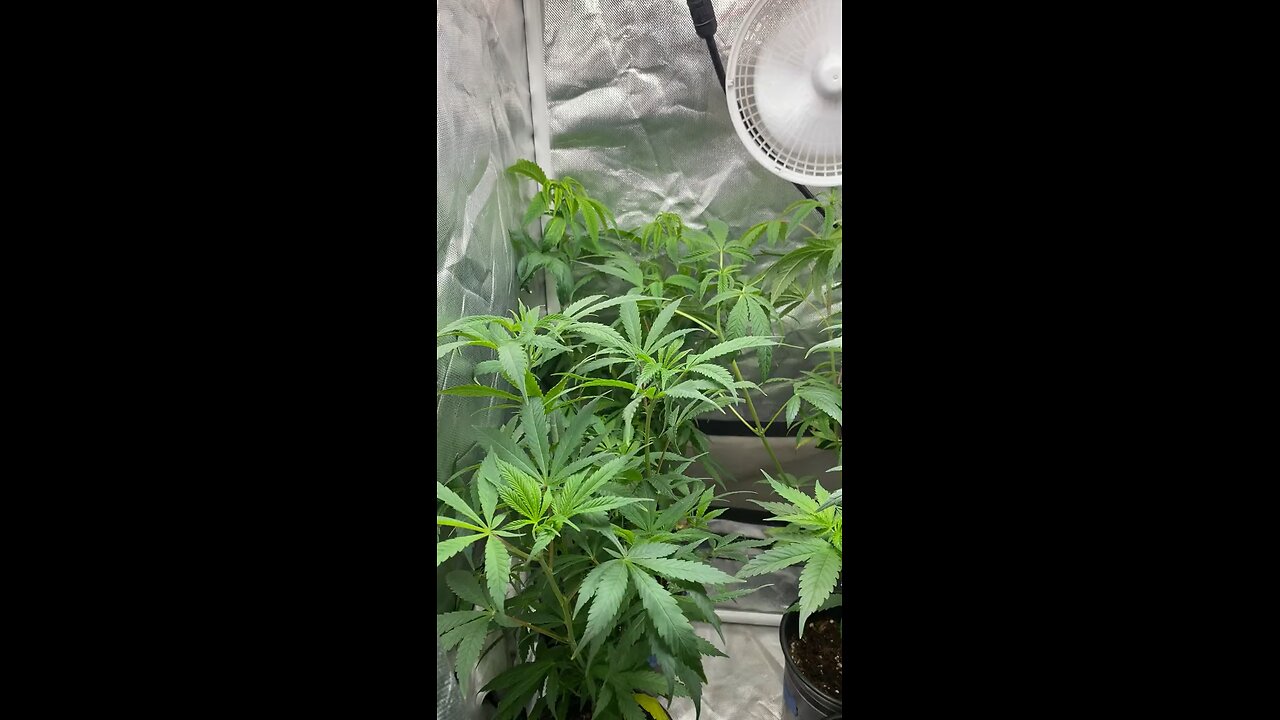 Defoliating Plants