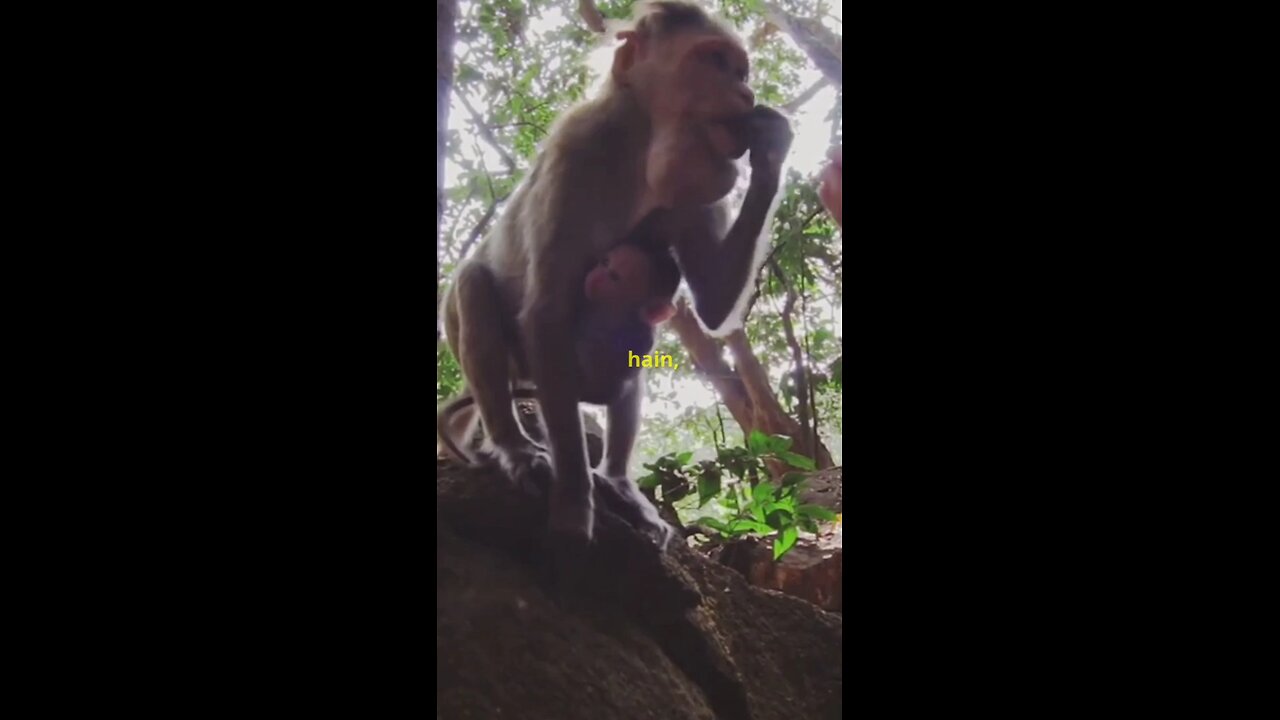 🐵 Year of the Monkey – What Does It Mean? | Chinese Zodiac Facts! 🏮✨ #monkeyyear
