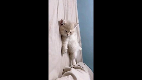 Cat videos cute cats kittens 🥰 #animalantics #pets #cat