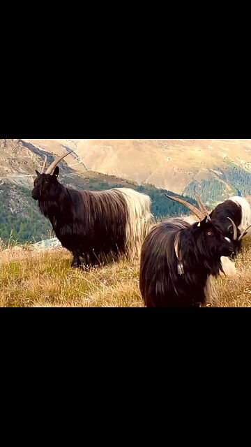 A SYMBOL OF FORGIVENESS - DAILY DEVOTIONAL ❤️