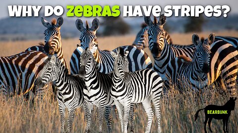 Why Do Zebras Have Stripes 🦓 Fascinating Facts About These Striped Beauties!