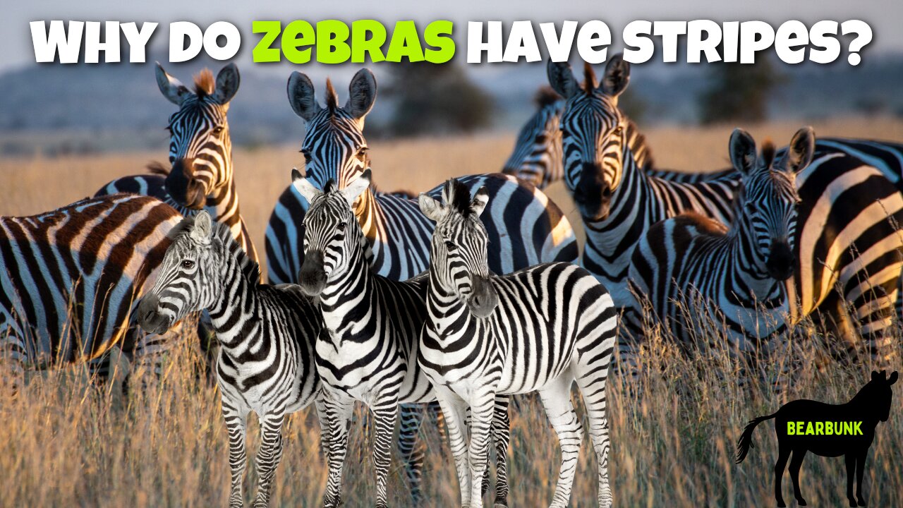 Why Do Zebras Have Stripes 🦓 Fascinating Facts About These Striped Beauties!