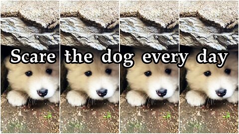 Scare the dog every day