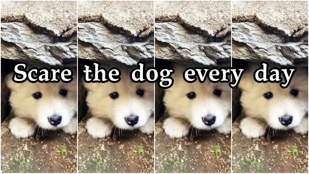 Scare the dog every day