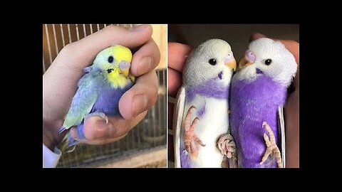 Smart And Funny Parrots Parrot Talking Videos Compilation (2024)