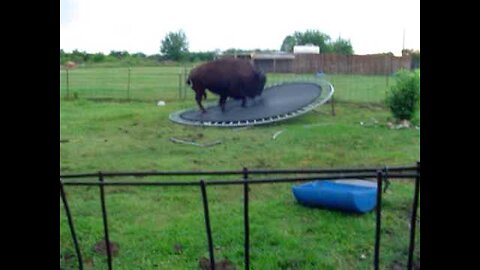 buffalo jumps on trampilene