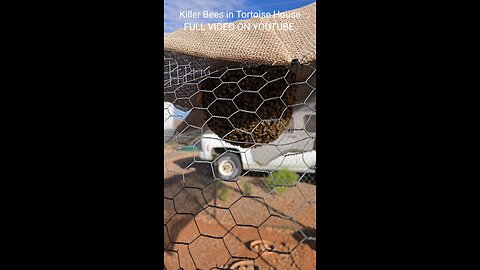 Killer Bees Invade Tortoise House