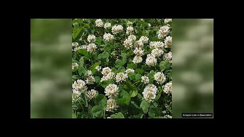 Outsidepride 5 lb. Perennial White Dutch Clover Seed for Erosion Control Review