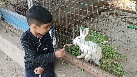 Arahant feeding Rabbit at Lonar Sarovar