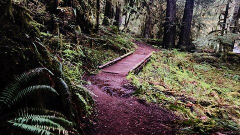 STRATEGIES & TIPS HIKING (4K) Salmon River Trail | Salmon-Huckleberry Wilderness Mount Hood | Oregon