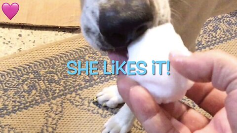 Tasting A Florida Snowball