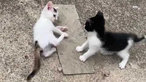 Kittens playing, look how cute