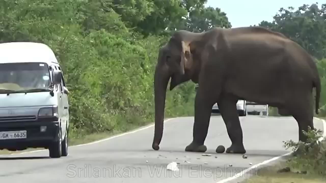 An amazing incident between a fearless man and a wild Elephant on the forest road.