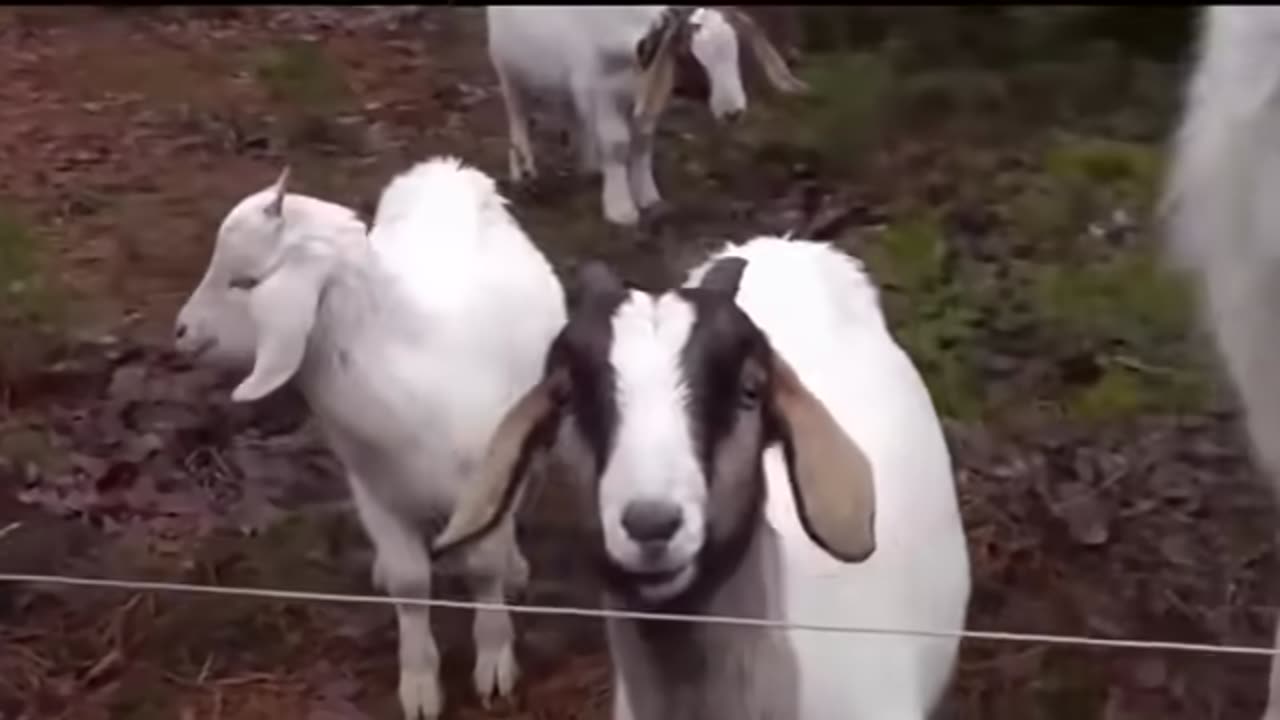 Animals getting shocked by electricity