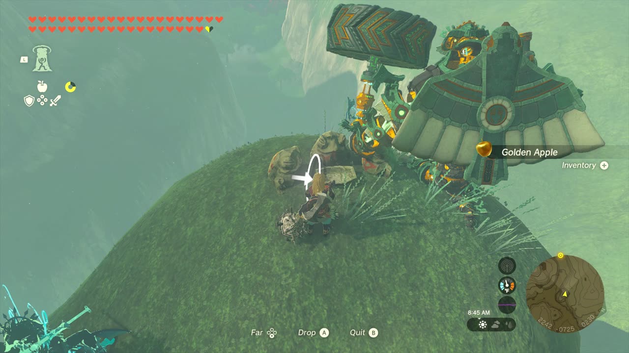 KOROK SEEDS 1