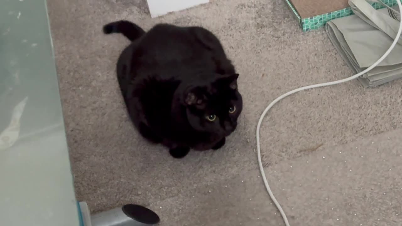 Cute Precious Piper is Patient and Alert - Adopting a Cat from a Shelter Vlog