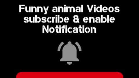 Funny cat videos (you have to laugh 100%)
