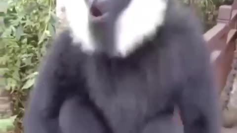 Gibbon monkey shows off his voice in front of the camera lens!