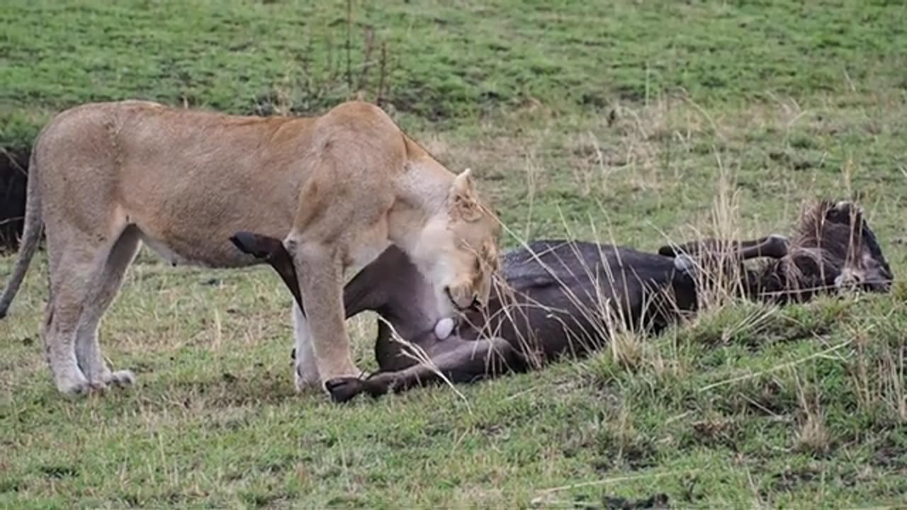 LIONESS EATING WILD ANIMALBREEST IN KENYA