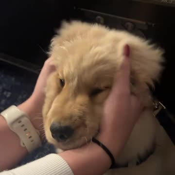 Super Soft Golden Retriever