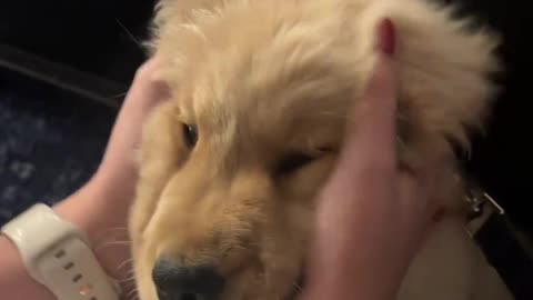 Super Soft Golden Retriever