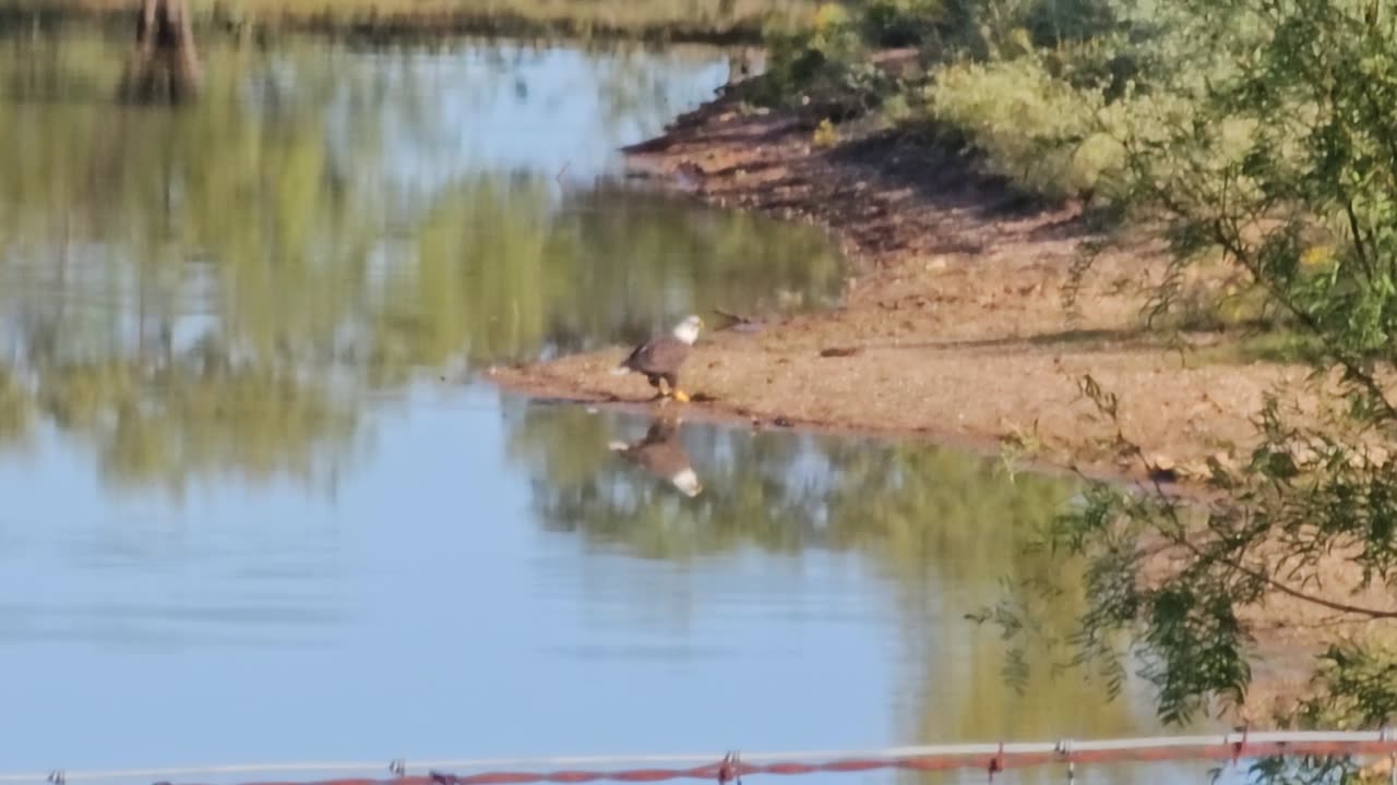 Bald eagle