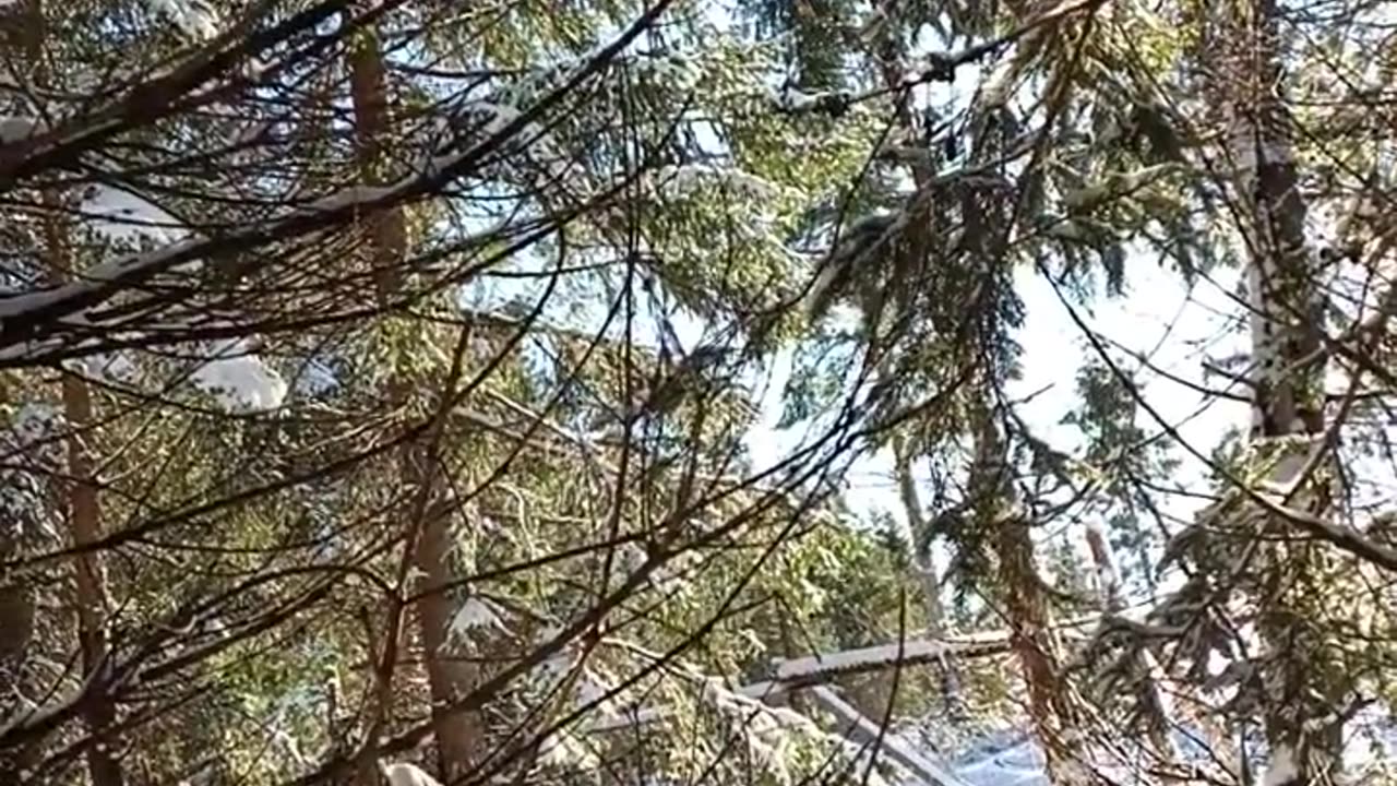 My enchanted forest under the snow ❄️🔥🪵🌲🍁