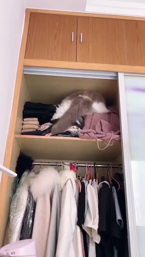 Cats and women do whatever they want.