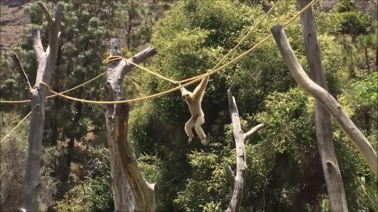 Little Cute Gibbon Swings, Play and Climbing