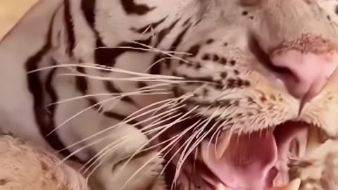 Dangerous tiger