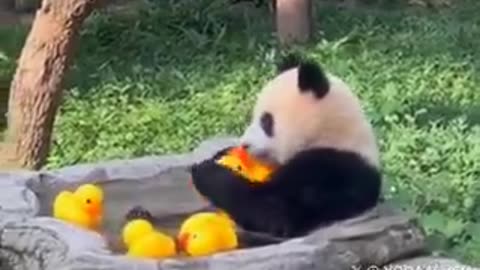 panda has a rubber duckie