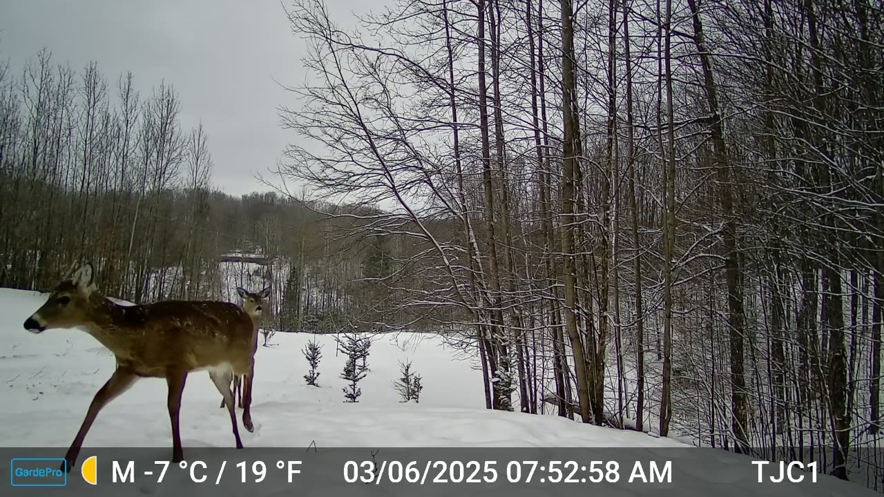 Bucky and Running Deer