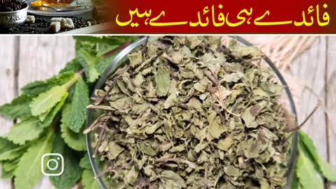 چائے کے ادھی حضرات کو مختلف بیماریاں لاحق ہو سکتی ہیں اور وہ یہ سدا بہار کہوہ استعمال کریں