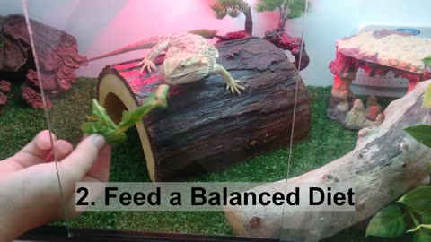 5 Essential Tips for a Happy Bearded Dragon