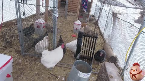 Chicken Live Stream