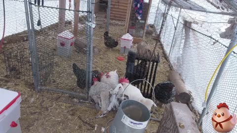 Chicken Live Stream