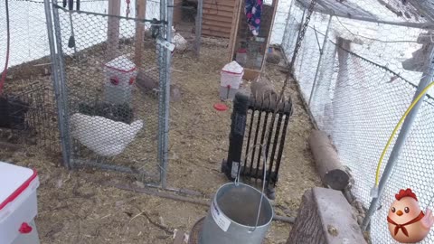 Chicken Live Stream