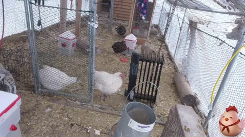 Chicken Live Stream