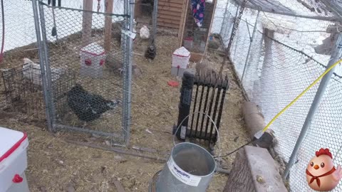 Chicken Live Stream