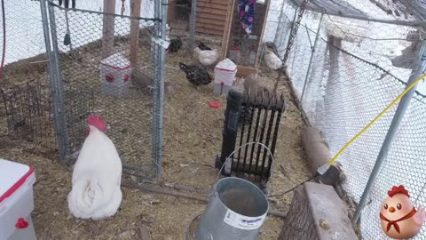 Chicken Live Stream