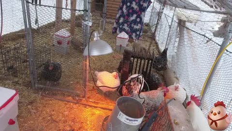 Chicken Live Stream