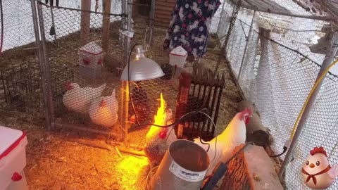 Chicken Live Stream