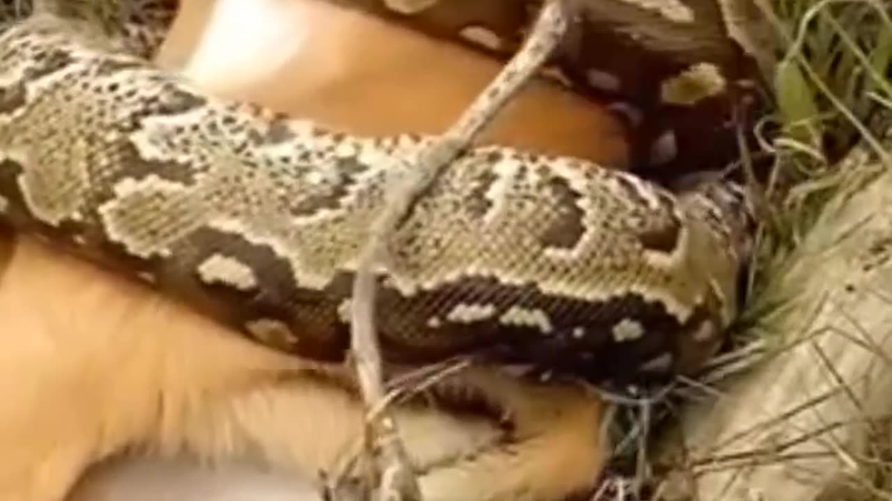 python hunts a gazelle.
