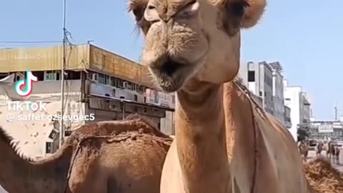 Funny Camel 🐪😂😂