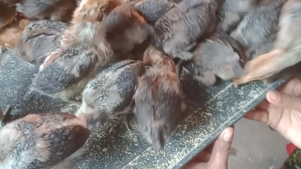 Cute Chickens